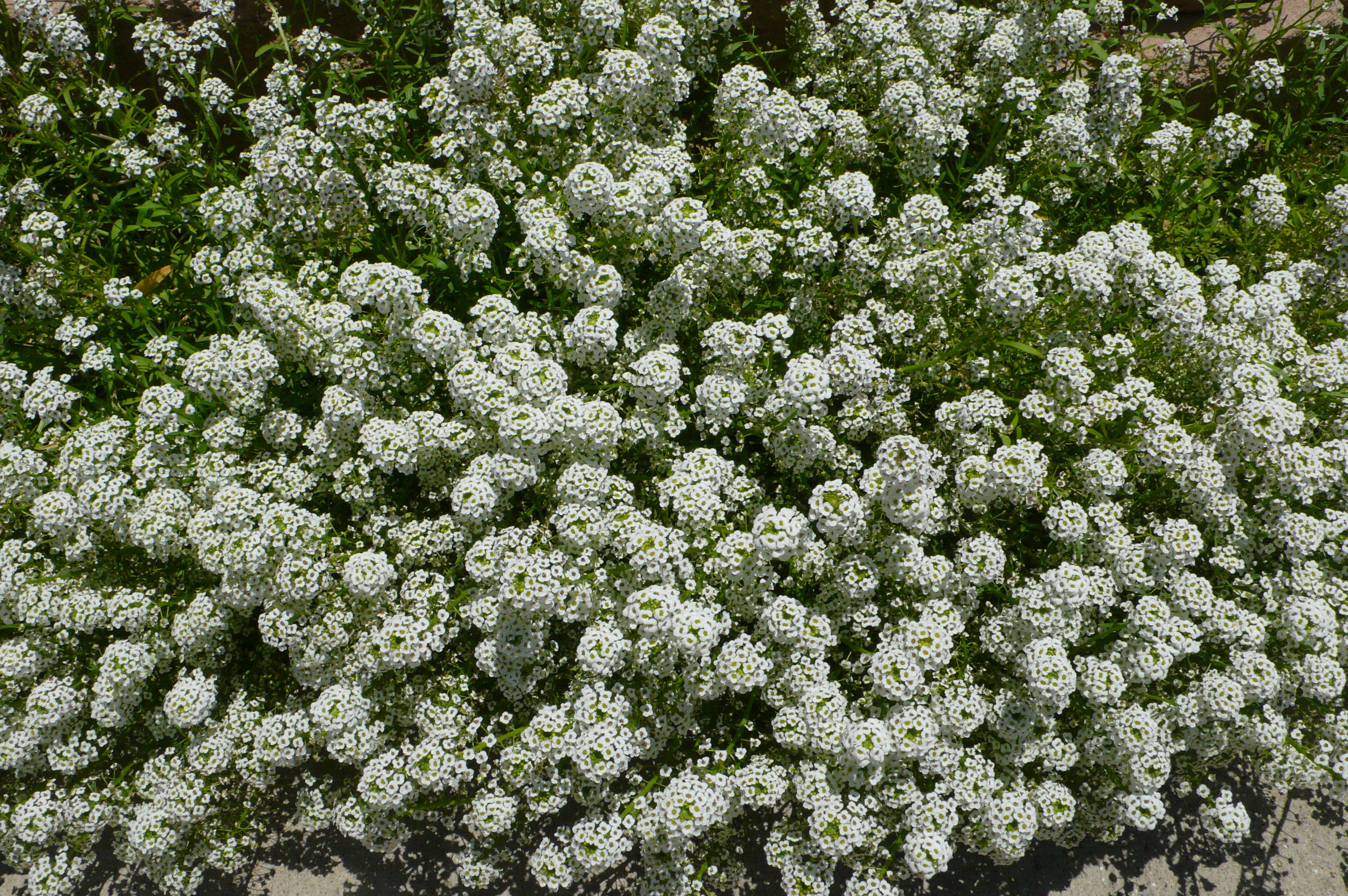 Alyssum montanum